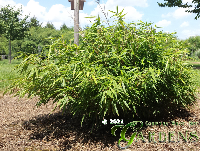 Fargesia dracocephala 'Rufa' | Non-Invasive Clumping Bamboo | Indiana