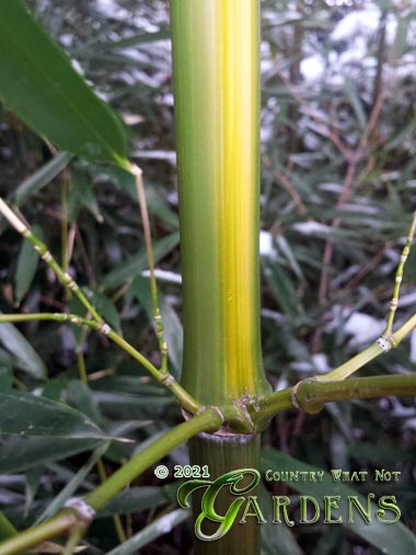 Phyllostachys aureosulcata growing in Rochester Indiana zone 5b