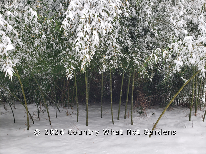 Phyllostachys parvifolia in the snow in Rochester Indiana zone 5b