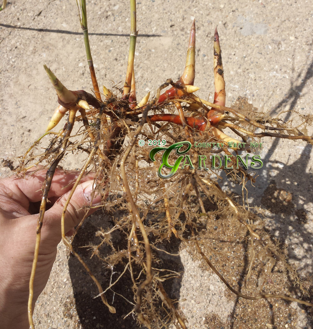 The Clumping Root System of a Fargesia Plant