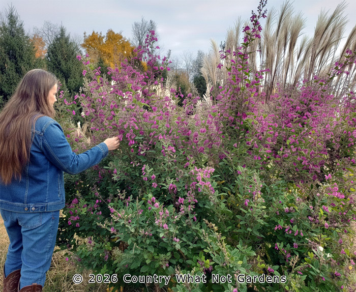 Lespedeza thunbergii subsp. thunbergii 'Little Volcano'