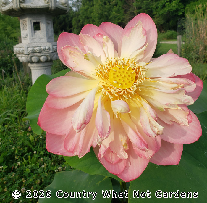 Nelumbo 'Beijing 2018'