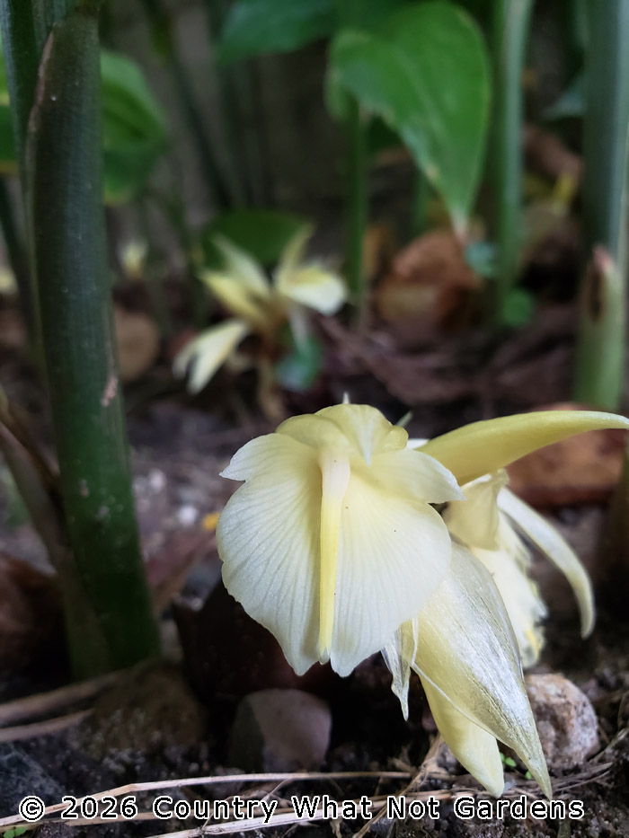 Zingiber mioga flowers