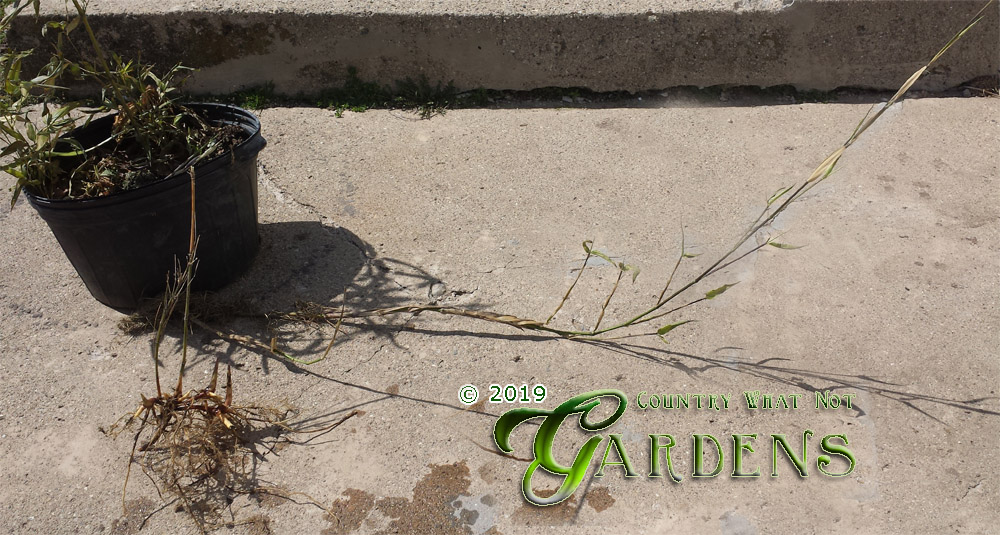 Running vs Clumping Bamboo Root System