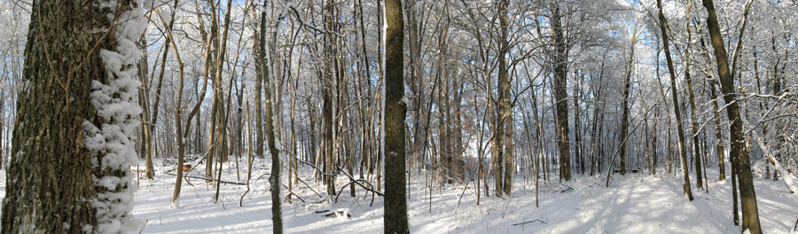 Panoramic Woods